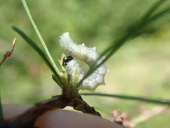Pristiphora erichsonii