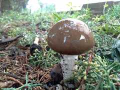 Limacella subfurnacea