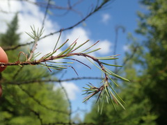 Pristiphora erichsonii
