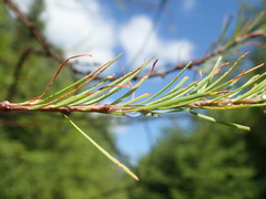 Pristiphora erichsonii