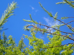 Pristiphora erichsonii