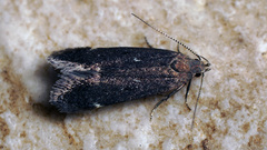 Aproaerema vinella