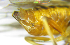 Pristiphora decipiens