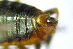 Pristiphora decipiens