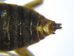 Pristiphora decipiens