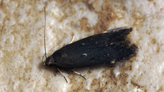 Aproaerema vinella
