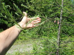 Pristiphora erichsonii