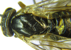 Pristiphora decipiens