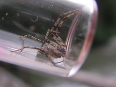 Philodromus spectabilis