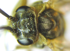 Pristiphora decipiens