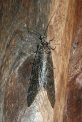 Protochauliodes spenceri