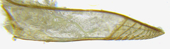 Pristiphora decipiens