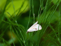 Rivula sericealis