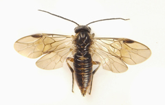 Pristiphora decipiens