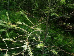 Pristiphora erichsonii