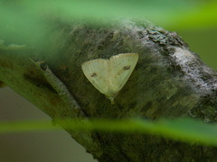 Rivula sericealis