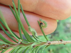Pristiphora erichsonii