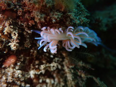 Phyllodesmium horridum