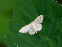 Idaea biselata
