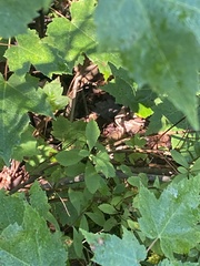 Lithobates sylvaticus image