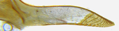 Pristiphora decipiens