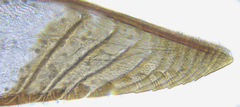 Pristiphora decipiens