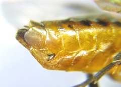 Pristiphora decipiens