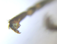 Pristiphora decipiens