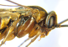 Pristiphora decipiens