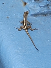 Anolis sagrei