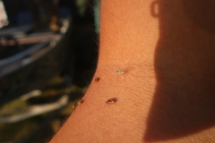 Euceraphis punctipennis