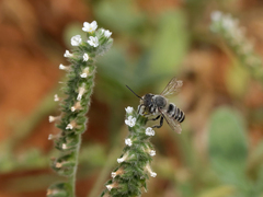 Megachile