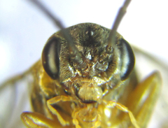 Pristiphora decipiens