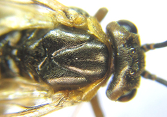 Pristiphora decipiens