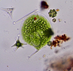 Phacus gigas