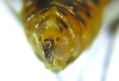 Pristiphora decipiens