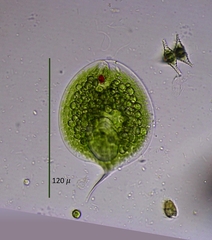 Phacus gigas