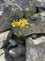 Senecio pyrenaicus