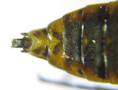 Pristiphora decipiens