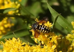 Dianthidium simile