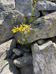Senecio pyrenaicus