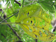 Axinaea costaricensis