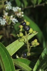 Miconia ibaguensis
