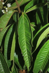 Miconia ibaguensis