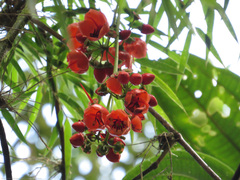 Axinaea costaricensis