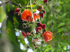 Axinaea costaricensis