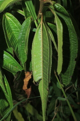 Miconia ibaguensis