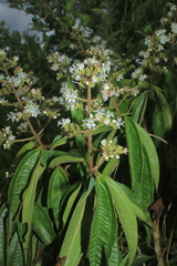 Miconia ibaguensis