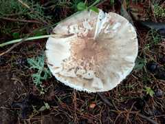 Limacella subfurnacea