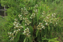 Miconia ibaguensis